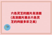 六色灵芝的图片高清图(高清图片展示六色灵芝的绚丽多彩之美)