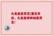 九龙盘紫灵芝(重见天日，九龙盘现神秘紫灵芝！