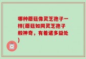哪种蘑菇像灵芝孢子一样(蘑菇如同灵芝孢子般神奇，有着诸多益处)