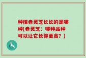 种植赤灵芝长长的是哪种(赤灵芝：哪种品种可以让它长得更高？)