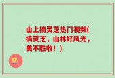 山上摘灵芝热门视频(摘灵芝，山林好风光，美不胜收！)