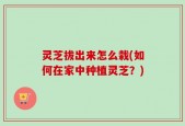 灵芝拔出来怎么栽(如何在家中种植灵芝？)