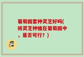 葡萄园套种灵芝好吗(将灵芝种植在葡萄园中，是否可行？)