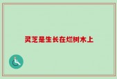 灵芝是生长在烂树木上