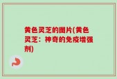 黄色灵芝的图片(黄色灵芝：神奇的免疫增强剂)
