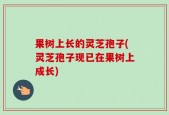 果树上长的灵芝孢子(灵芝孢子现已在果树上成长)