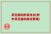 灵芝菌的野蛮生长(野外灵芝菌的疯狂繁殖)