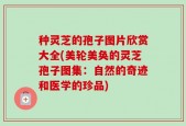 种灵芝的孢子图片欣赏大全(美轮美奂的灵芝孢子图集：自然的奇迹和医学的珍品)