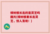 樟树根长出的是灵芝吗图片(樟树根里长出灵芝，惊人发现！)