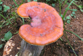 肿瘤患者能吃灵芝孢子粉吗？肿瘤患者必看！