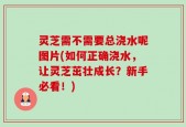 灵芝需不需要总浇水呢图片(如何正确浇水，让灵芝茁壮成长？新手必看！)
