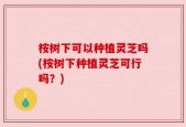 桉树下可以种植灵芝吗(桉树下种植灵芝可行吗？)