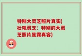 特别大灵芝照片真实(壮观灵芝：特别的大灵芝照片显露真容)