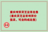 重庆观赏灵芝盆景出售(重庆灵芝盆景观赏价值高，可自购或出售)