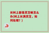 长树上都是灵芝嘛怎么办(树上长满灵芝，如何处理？)