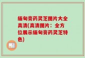 缅甸膏药灵芝图片大全高清(高清图片：全方位展示缅甸膏药灵芝特色)