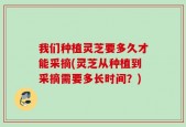我们种植灵芝要多久才能采摘(灵芝从种植到采摘需要多长时间？)