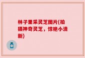 林子里采灵芝图片(拍摄神奇灵芝，惊艳小清新)