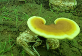灵芝孢子粉能不能长期吃？你还在踩误区？