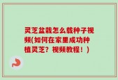 灵芝盆栽怎么载种子视频(如何在家里成功种植灵芝？视频教程！)