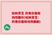 松树灵芝 药用价值和功效图片(松树灵芝：药用价值和功效图解)
