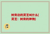 树旁边的灵芝叫什么(灵芝：树旁的神物)