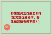 野生紫灵芝口感怎么样(紫灵芝口感如何，野生和栽培有何不同？)