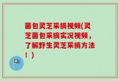 菌包灵芝采摘视频(灵芝菌包采摘实况视频，了解野生灵芝采摘方法！)