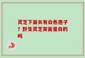 灵芝下面长有白色孢子？野生灵芝背面是白的吗
