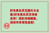 野生黑白灵芝图片大全集(野生黑白灵芝惊艳呈现！搭配详细图集，阅读尽享视觉盛宴)