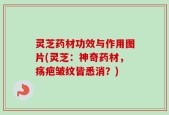 灵芝药材功效与作用图片(灵芝：神奇药材，疡疤皱纹皆悉消？)