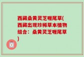 西藏桑黄灵芝喱尾草(西藏出现珍稀草本植物组合：桑黄灵芝喱尾草)