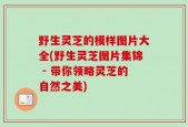 野生灵芝的模样图片大全(野生灵芝图片集锦 - 带你领略灵芝的自然之美)