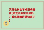 灵芝生长会不成型吗图片(灵芝不能完全成形？看这张图片就知道了)