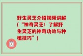 野生灵芝介绍视频讲解(“神奇灵芝！了解野生灵芝的神奇功效与种植技巧”)