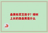 桑黄和灵芝孢子？樟树上长的像桑黄是什么