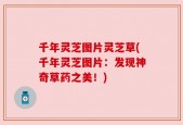千年灵芝图片灵芝草(千年灵芝图片：发现神奇草药之美！)