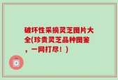 破坏性采摘灵芝图片大全(珍贵灵芝品种图鉴，一网打尽！)