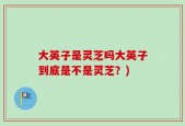 大英子是灵芝吗大英子到底是不是灵芝？)