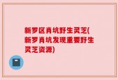 新罗区肖坑野生灵芝(新罗肖坑发现重要野生灵芝资源)