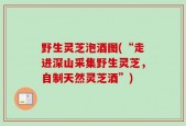 野生灵芝泡酒图(“走进深山采集野生灵芝，自制天然灵芝酒”)