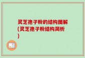 灵芝孢子粉的结构图解(灵芝孢子粉结构简析)