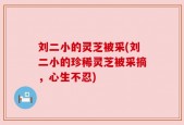 刘二小的灵芝被采(刘二小的珍稀灵芝被采摘，心生不忍)
