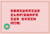 家里用花盆养灵芝盆景怎么养护(家庭养护灵芝盆景  宝贝灵芝如何打理)