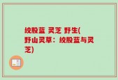 绞股蓝 灵芝 野生(野山灵草：绞股蓝与灵芝)