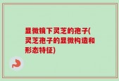 显微镜下灵芝的孢子(灵芝孢子的显微构造和形态特征)