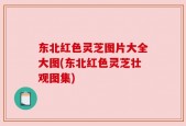 东北红色灵芝图片大全大图(东北红色灵芝壮观图集)