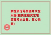紫檀灵芝笔筒图片大全大图(精美紫檀灵芝笔筒图片大合集，赏心悦目)