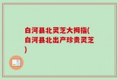 白河县北灵芝大拇指(白河县北出产珍贵灵芝)