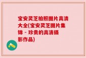 宝安灵芝拍照图片高清大全(宝安灵芝图片集锦 - 珍贵的高清摄影作品)